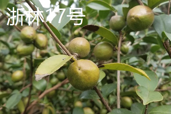 油茶树的外观，叶片呈椭圆形、长圆形等形状