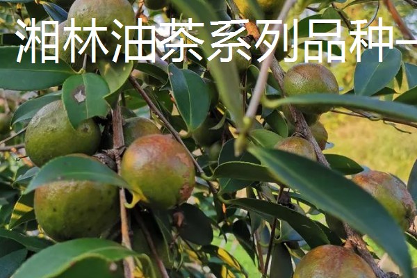 油茶树的外观，叶片呈椭圆形、长圆形等形状