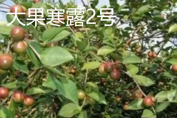 油茶树的外观，叶片呈椭圆形、长圆形等形状