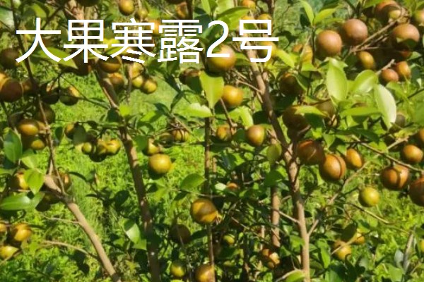 油茶树的外观，叶片呈椭圆形、长圆形等形状