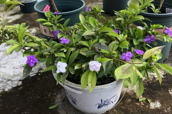 七彩茉莉的养殖方法，每隔2-3天给植株浇水一次