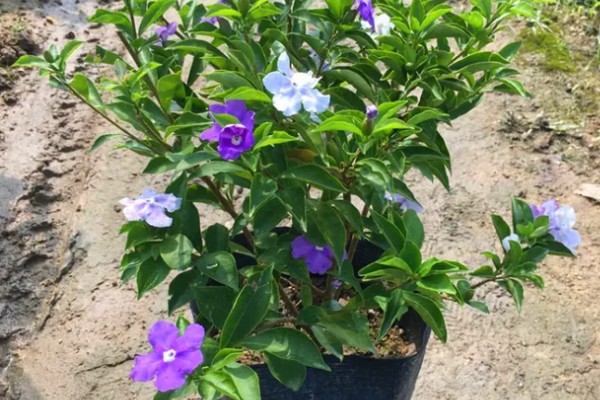七彩茉莉的养殖方法，每隔2-3天给植株浇水一次