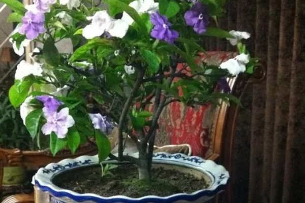 七彩茉莉的养殖方法，每隔2-3天给植株浇水一次