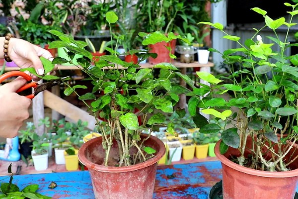 七彩茉莉的养殖方法，每隔2-3天给植株浇水一次