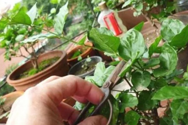 七彩茉莉的养殖方法，每隔2-3天给植株浇水一次