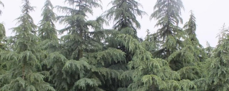 雪松的价值，可供观赏且能防尘减噪