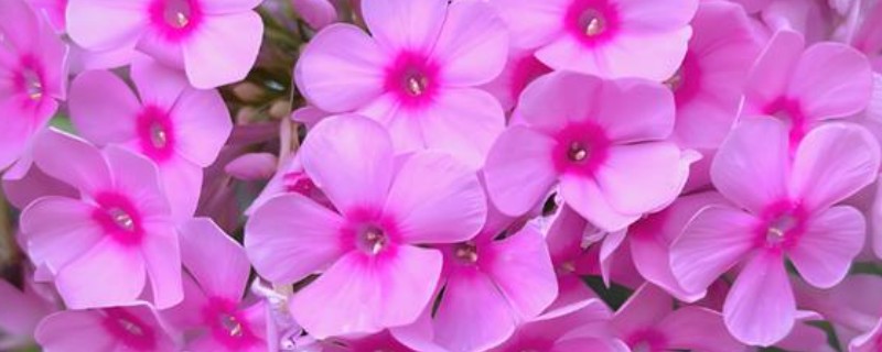 宿根福禄考与丛生福禄考的区别，形态特征和生长习性均不同