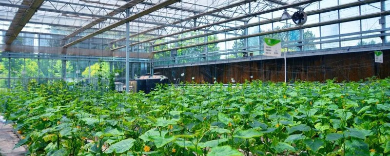 智能蔬菜大棚的造价，在260-500/平方米左右