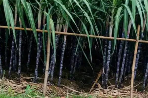 黑皮甘蔗的病虫害防治方法，苗期主要有凤梨病