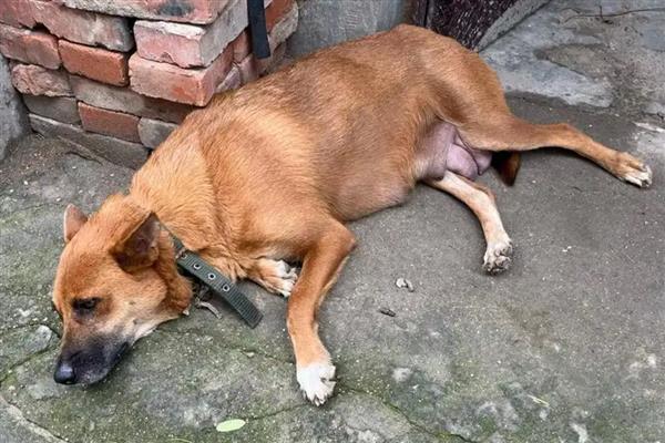 狗狗身上有黑色硬块结痂的原因及解决方法，可能是真菌感染