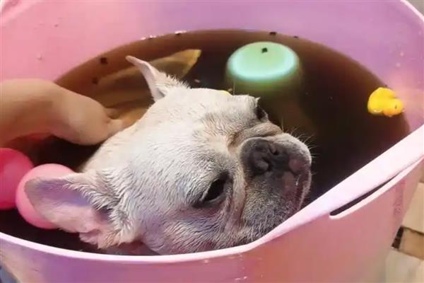 狗狗身上有黑色硬块结痂的原因及解决方法，可能是真菌感染