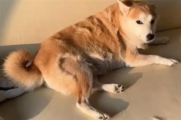 狗狗身上有黑色硬块结痂的原因及解决方法，可能是真菌感染