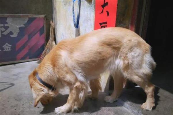 狗狗身上有黑色硬块结痂的原因及解决方法，可能是真菌感染