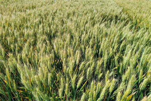 郑麦379小麦的种植要点,可在10月上中旬进行播