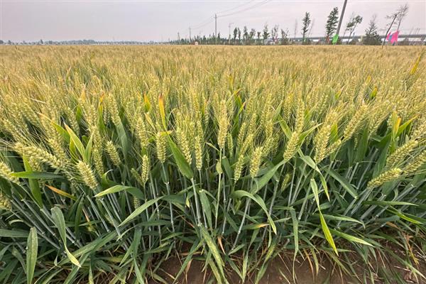 郑麦379小麦的种植要点,可在10月上中旬进行播
