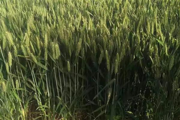 郑麦379小麦的种植要点,可在10月上中旬进行播