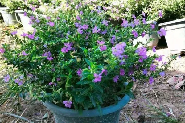 雪茄花叶子枯了怎么解决，剪掉枯叶后要调整浇水量