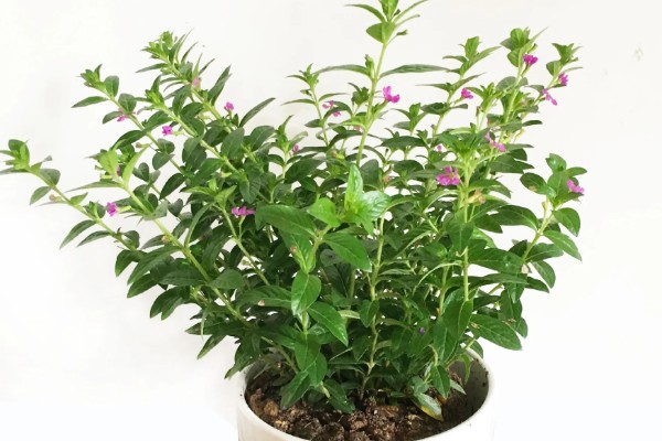 雪茄花叶子枯了怎么解决，剪掉枯叶后要调整浇水量