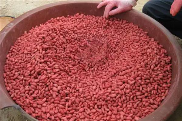 如何使用生物菌肥，拌种、灌根、冲施都是常用方法