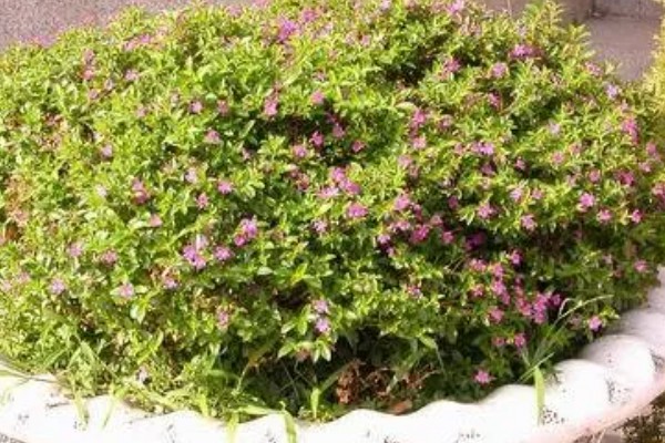 雪茄花叶子枯了怎么解决，剪掉枯叶后要调整浇水量