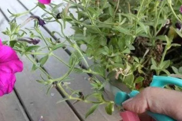 矮牵牛花谢了如何修剪，要及时修剪残花