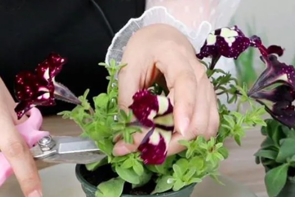 矮牵牛花谢了如何修剪，要及时修剪残花