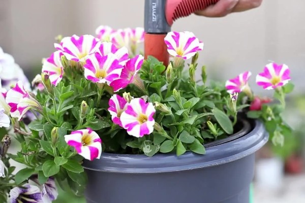 矮牵牛花谢了如何修剪，要及时修剪残花