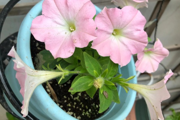 矮牵牛花谢了如何修剪，要及时修剪残花