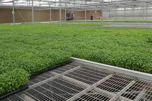 如何使用生物菌肥，拌种、灌根、冲施都是常用方法