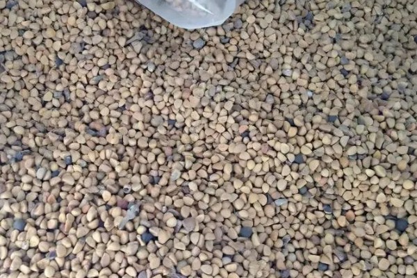 矮牵牛花谢了如何修剪，要及时修剪残花