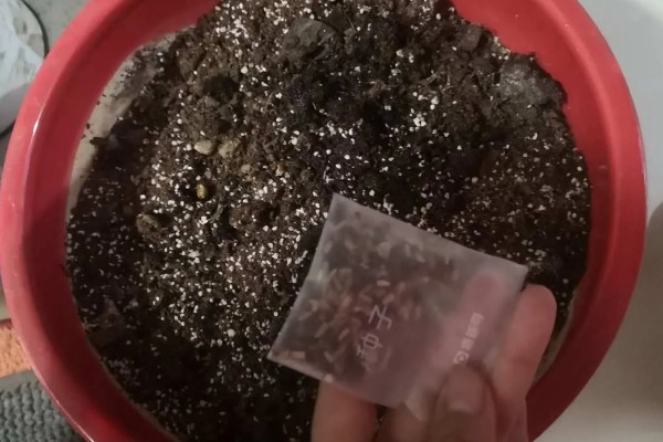 矮牵牛花谢了如何修剪，要及时修剪残花