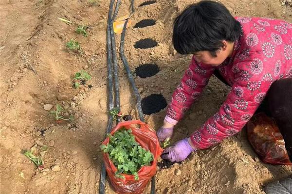 如何使用生物菌肥，拌种、灌根、冲施都是常用方法