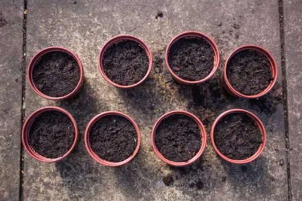 矮牵牛花谢了如何修剪，要及时修剪残花