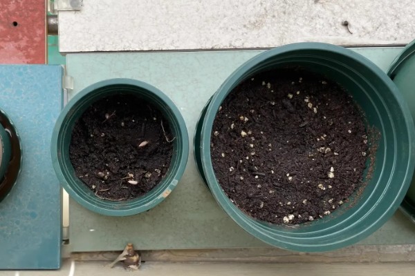 矮牵牛花谢了如何修剪，要及时修剪残花