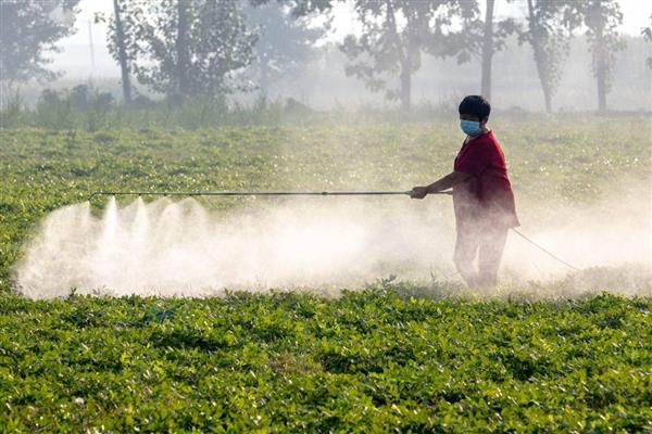 如何使用生物菌肥，拌种、灌根、冲施都是常用方法