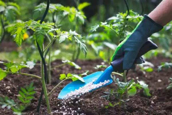 如何使用生物菌肥，拌种、灌根、冲施都是常用方法