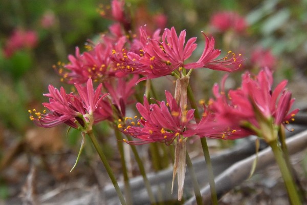 石蒜的花期，花期为每年秋季9月份