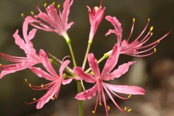 石蒜的花期，花期为每年秋季9月份