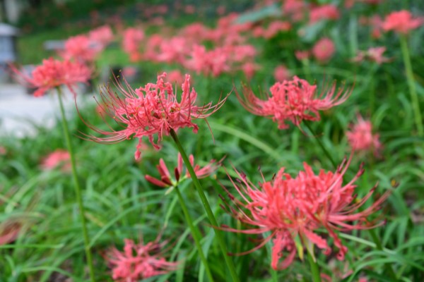 石蒜的花期，花期为每年秋季9月份