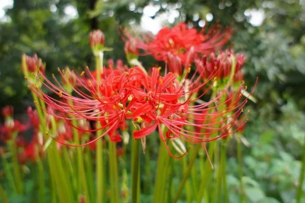 石蒜的花期，花期为每年秋季9月份