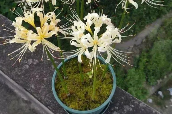 石蒜的花期，花期为每年秋季9月份