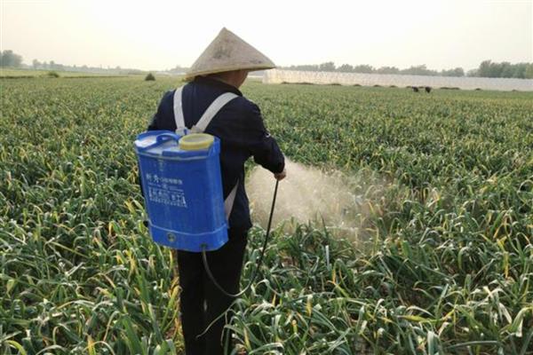 如何种植大蒜,每沟播种1-2粒