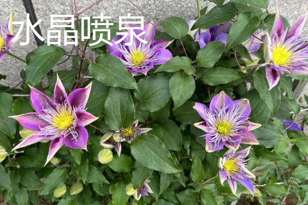 花期较长的铁线莲品种，有铁线莲总统、水晶喷泉等
