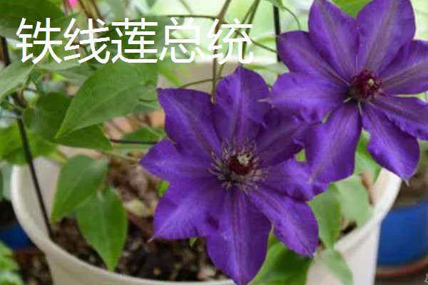 花期较长的铁线莲品种，有铁线莲总统、水晶喷泉等