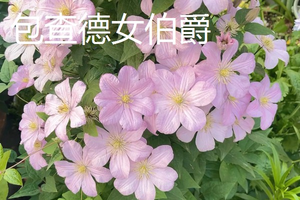 花期较长的铁线莲品种，有铁线莲总统、水晶喷泉等