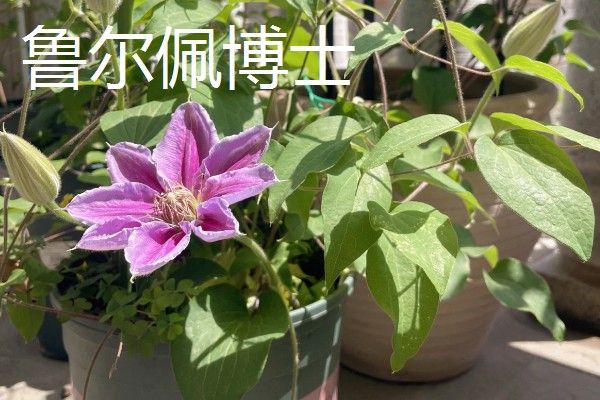 花期较长的铁线莲品种，有铁线莲总统、水晶喷泉等