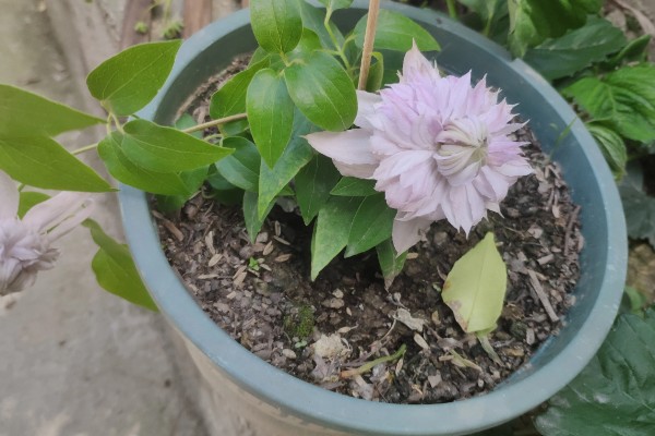 花期较长的铁线莲品种，有铁线莲总统、水晶喷泉等