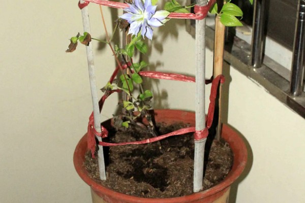 花期较长的铁线莲品种，有铁线莲总统、水晶喷泉等