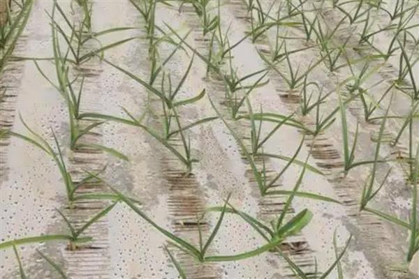 如何种植大蒜,每沟播种1-2粒