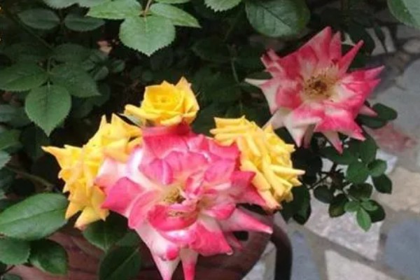 藤彩虹的花期，四季开花不停歇